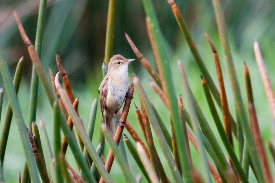 Australian Reed-Warbler (Acrocephalus australis)